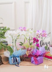 mini orchid gift box
