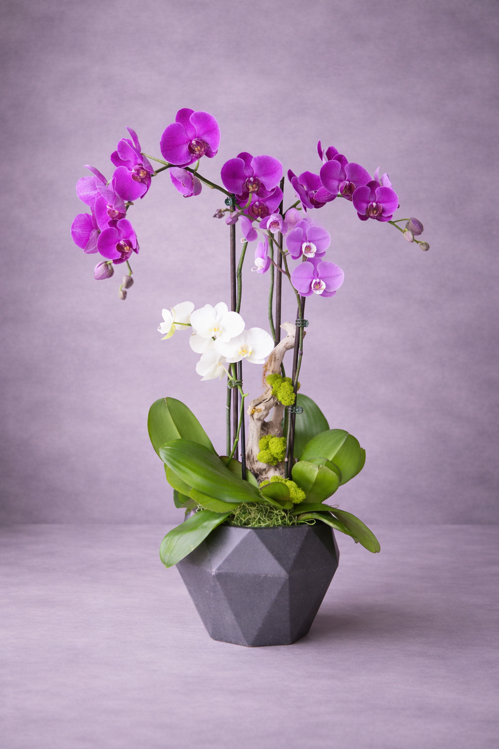 mon_ami_orchid_arrangement.png