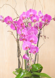 Pink Venus