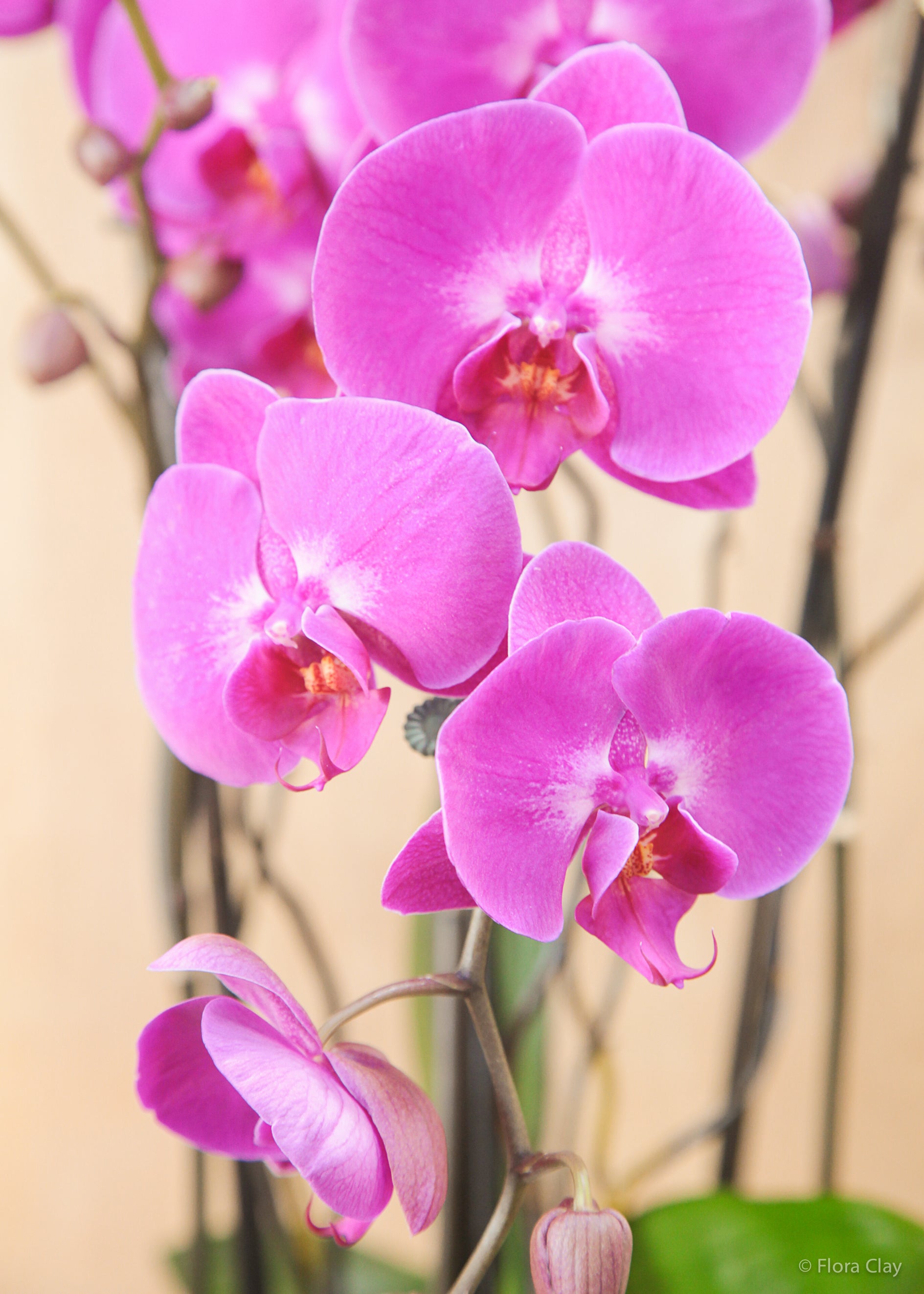 Pink Venus Orchid Arrangement | Orchid Arrangements – FLORA CLAY