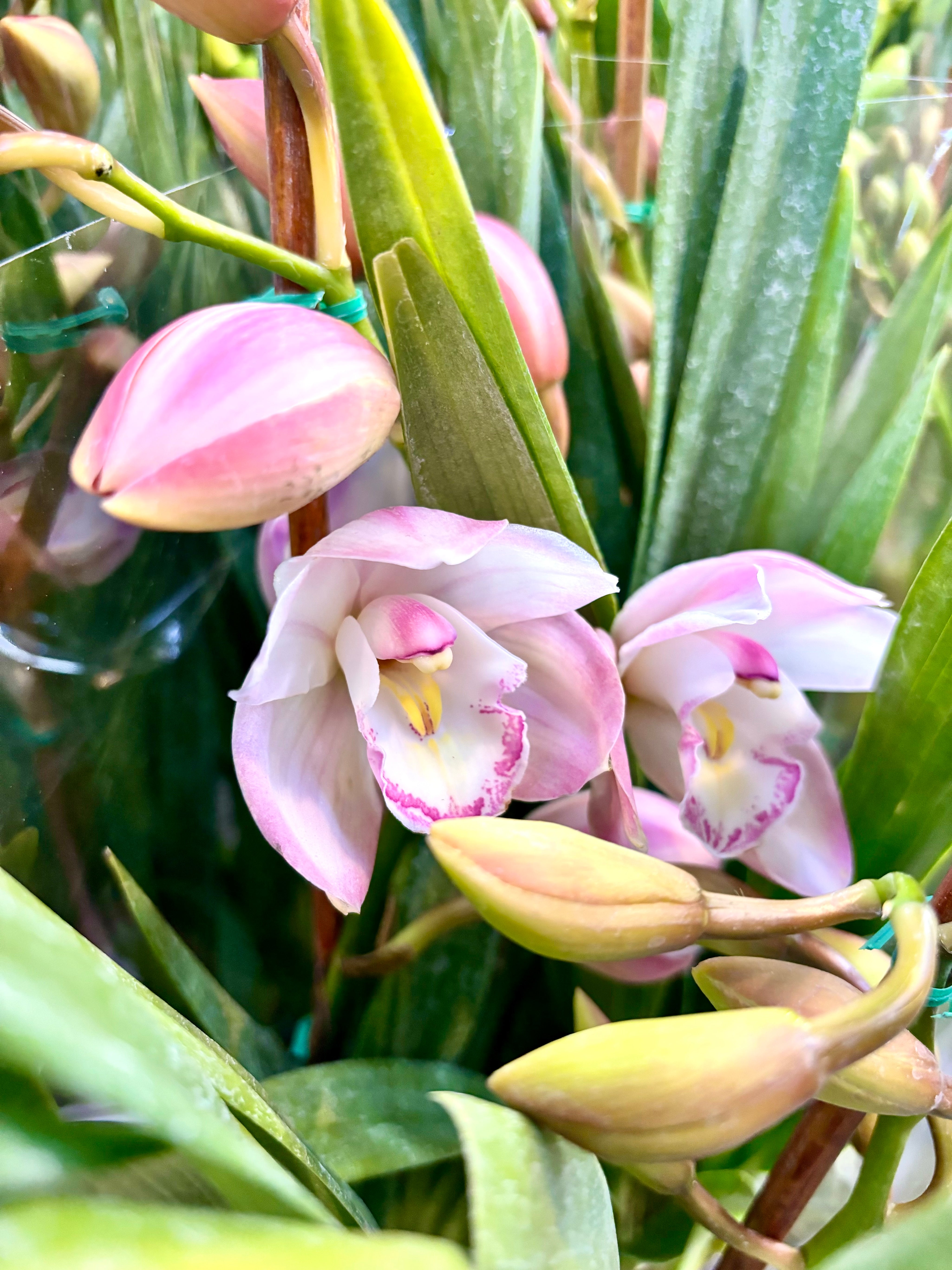 Pink orchids with green leaves in a natural setting