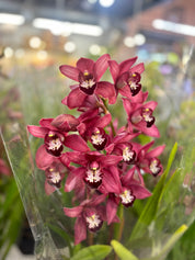 red cymbidium