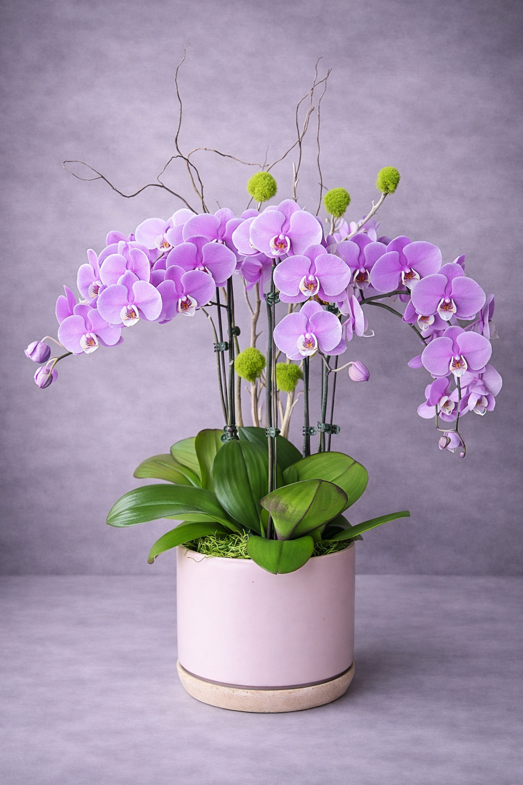 Pink orchid plant in a white pot on a gray background