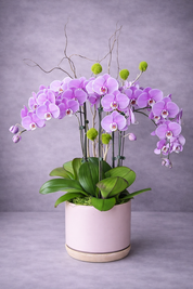 Pink orchid plant in a white pot on a gray background