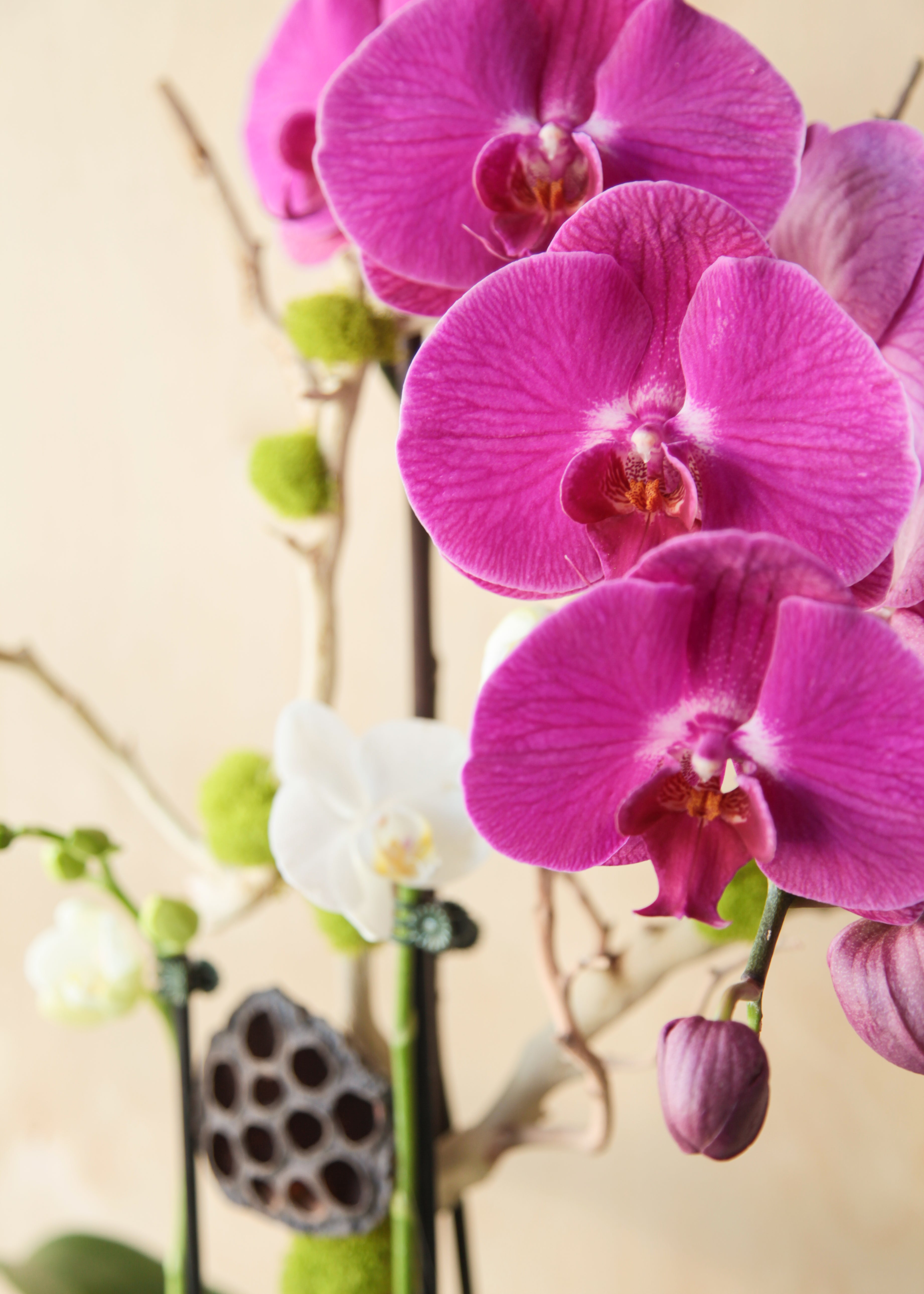 thrive_orchid_arrangement_floraclay_3.jpg