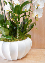 White Bloom