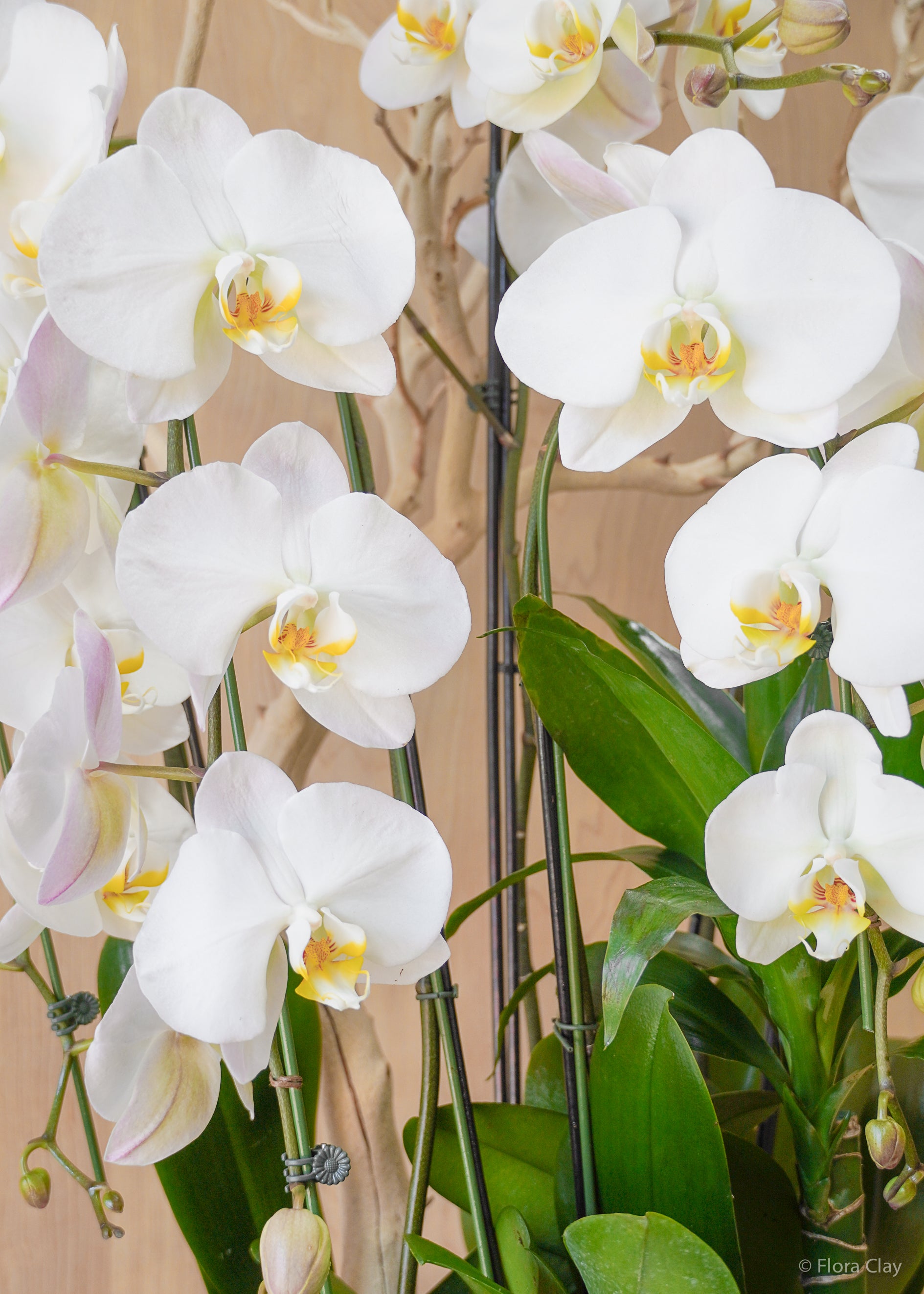 whitebloomupdate-orchid-2.jpg