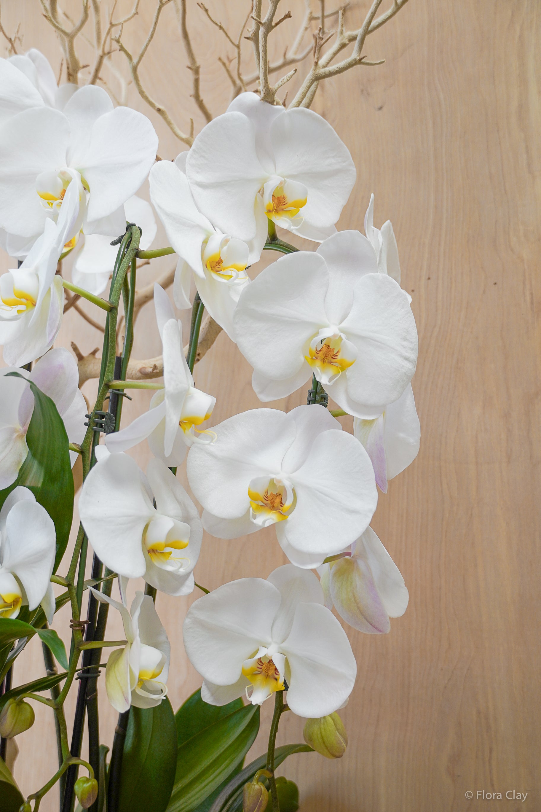White Bloom Orchid Arrangement