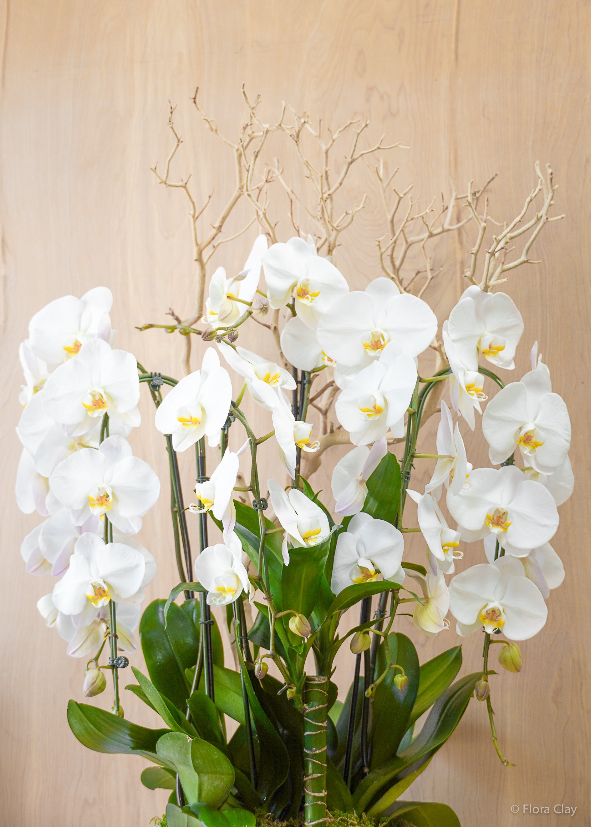 White Bloom