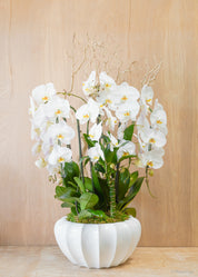 White Bloom