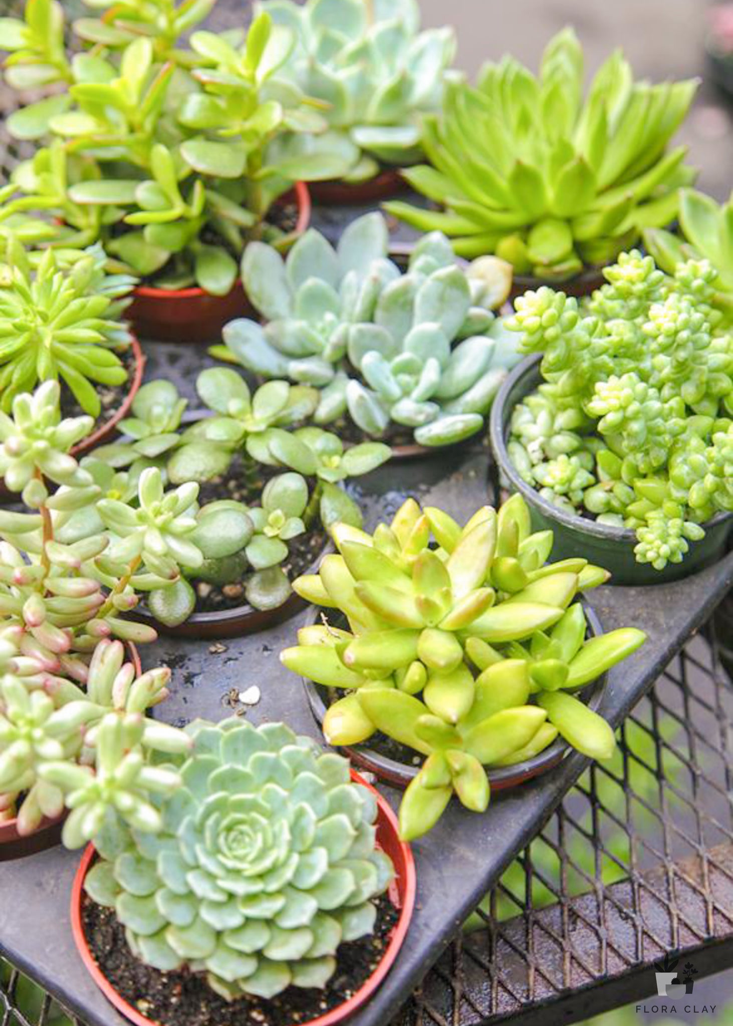 assorted succulent pot 4″ Assorted Succulents Tray – FLORA CLAY