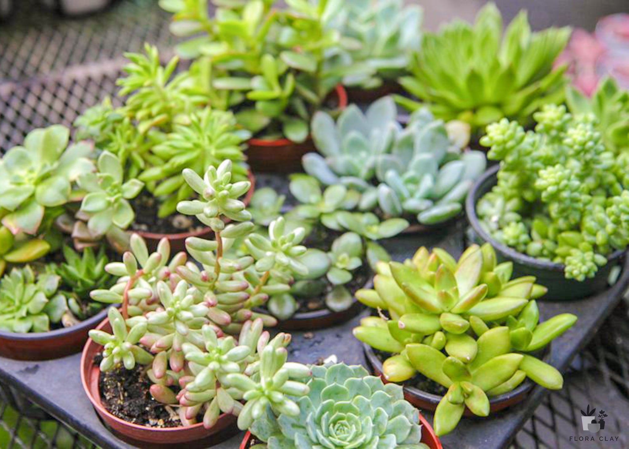 pots for succulents for sale 4″ Assorted Succulents Tray – FLORA CLAY