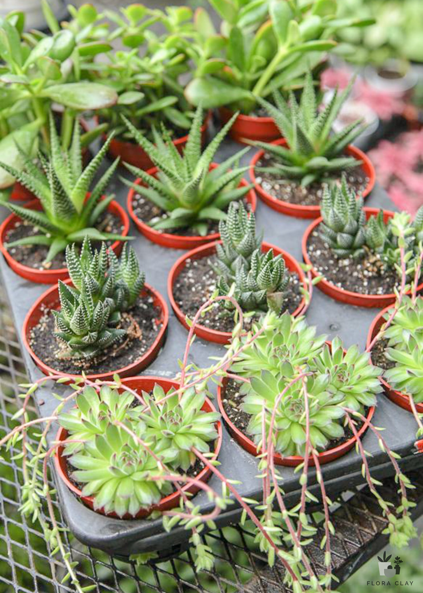 assorted succulents 4″ Assorted Succulents Tray – FLORA CLAY