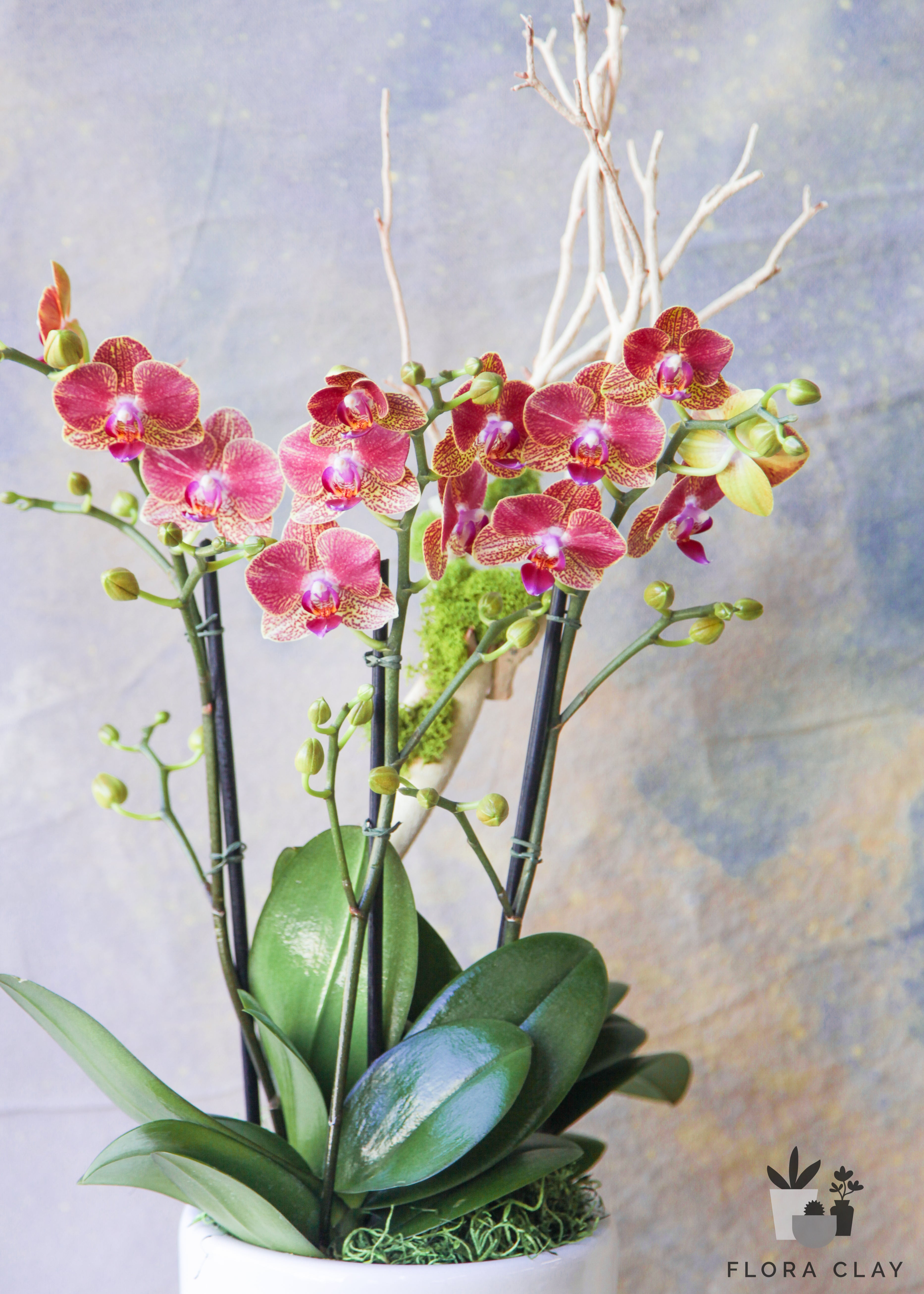 Aura-Orchid-Arrangement-Floraclay-1.jpg