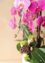Blush Cascading Orchids in a White Ceramic