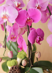 Blush Cascading Orchids in a White Ceramic pink orchids