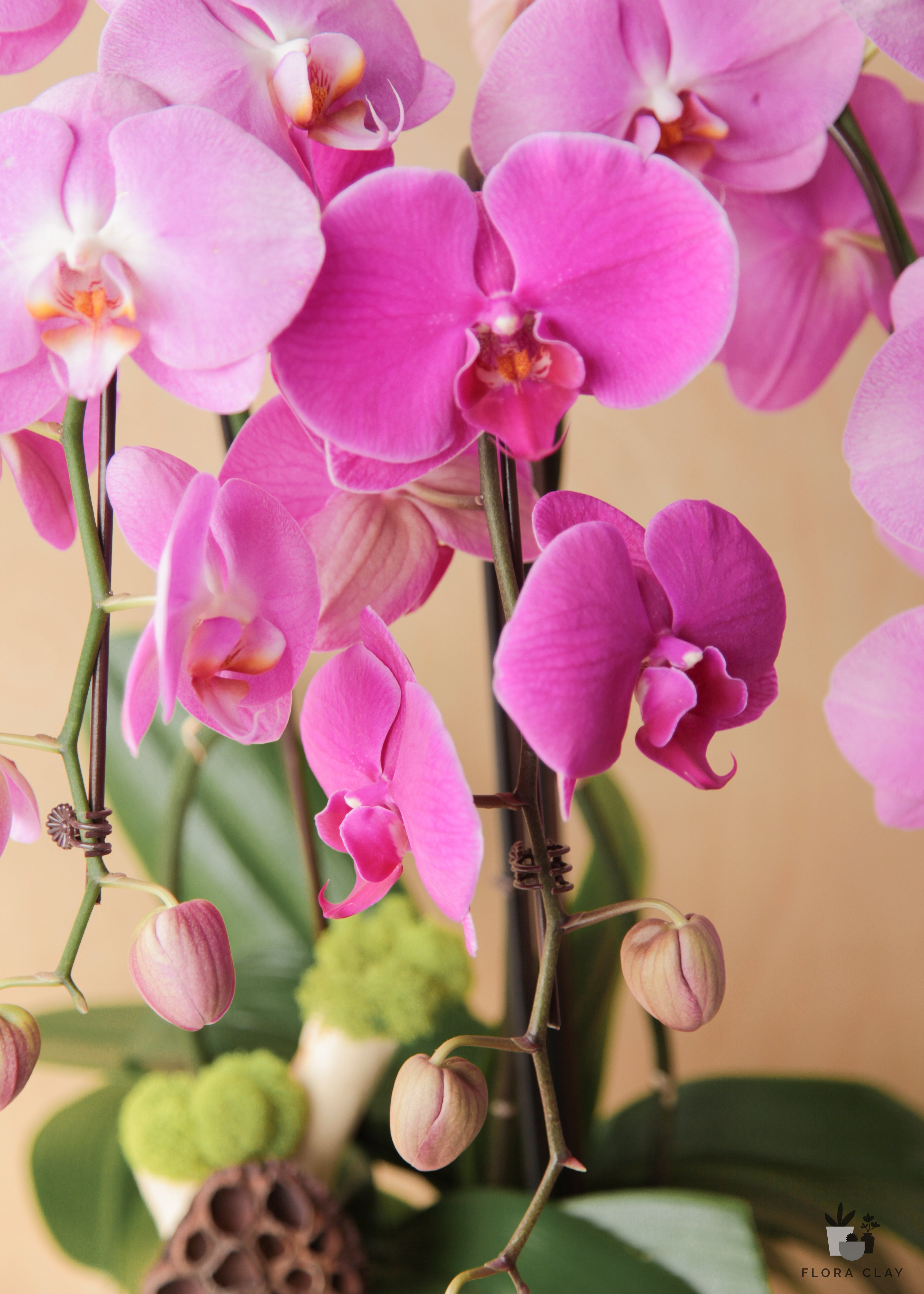 Blush Cascading Orchids in a White Ceramic pink orchids