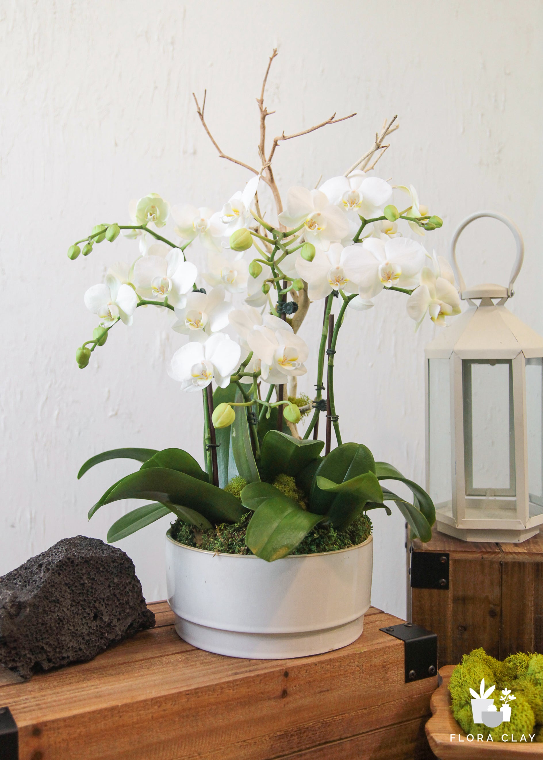 Carpe-diem-orchid-floraclay-6.jpg