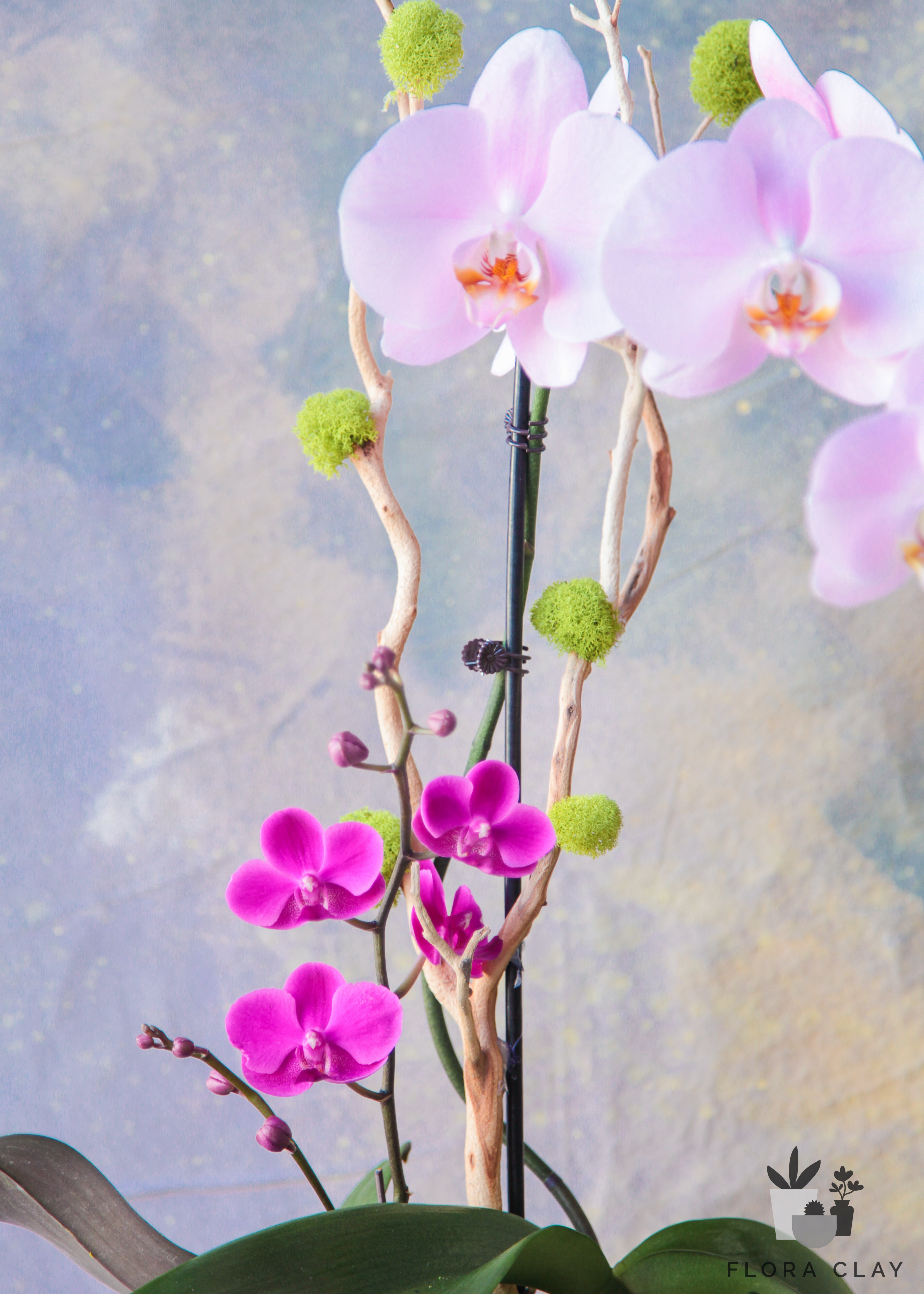 Chloe-Orchid-Arrangement-Floraclay-2.jpg
