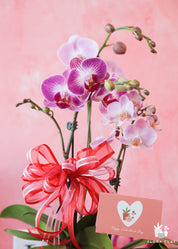 Cuteness Overload Pink Orchid Arrangement
