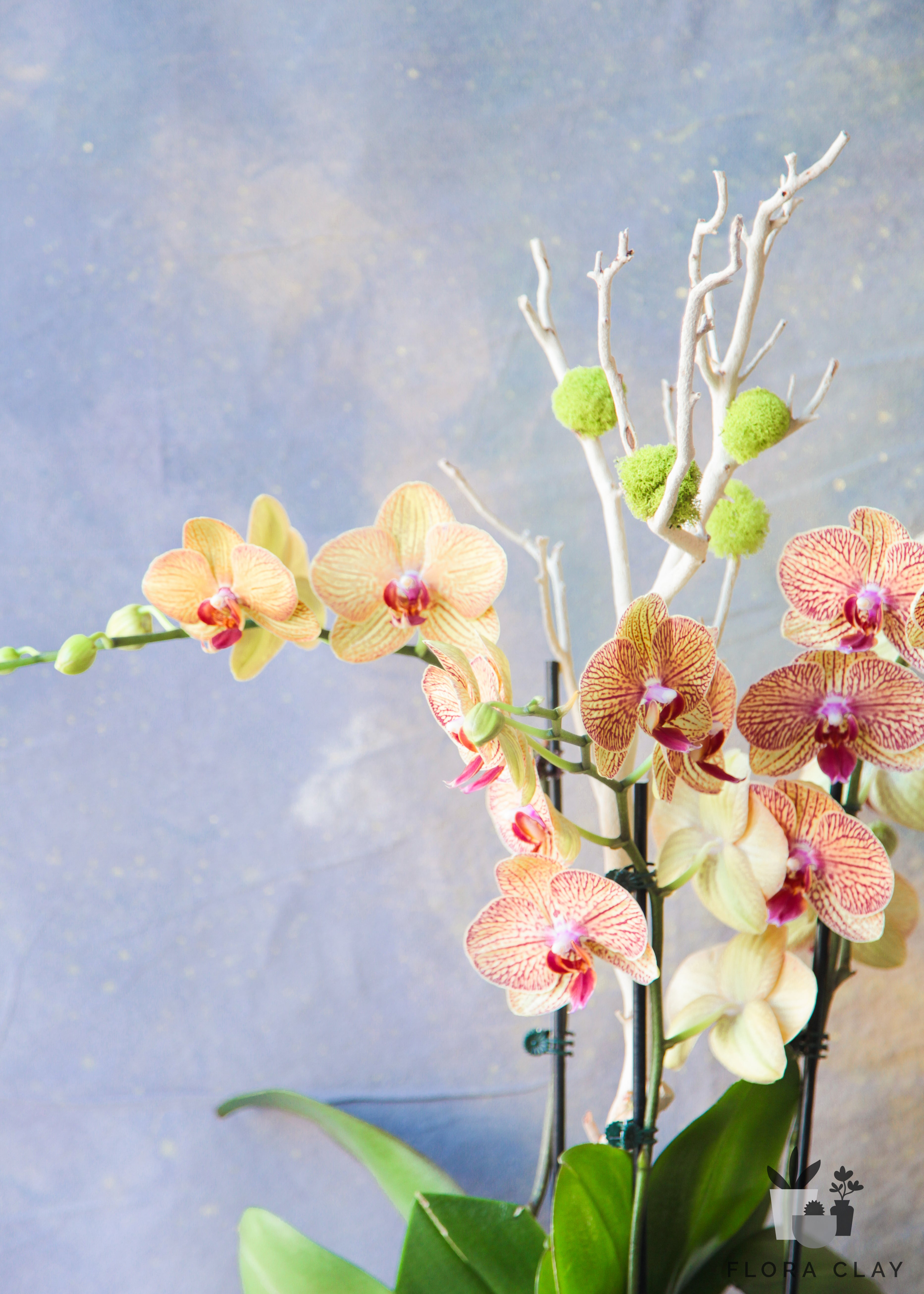 Flower-Barrel-Orchid-Arrangement-Floraclay3.jpg