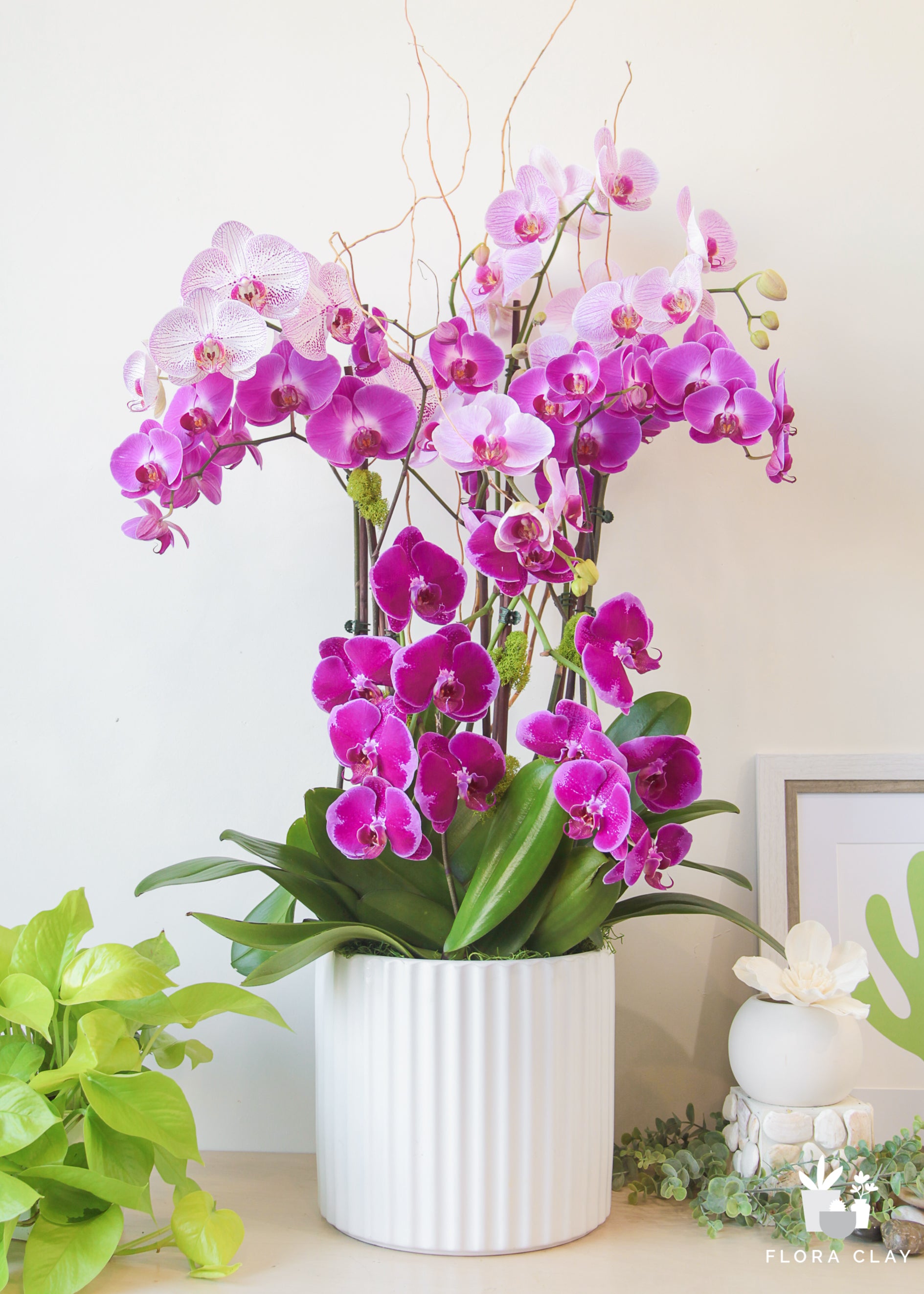 Fruitful Purple Orchids in a White Ceramic