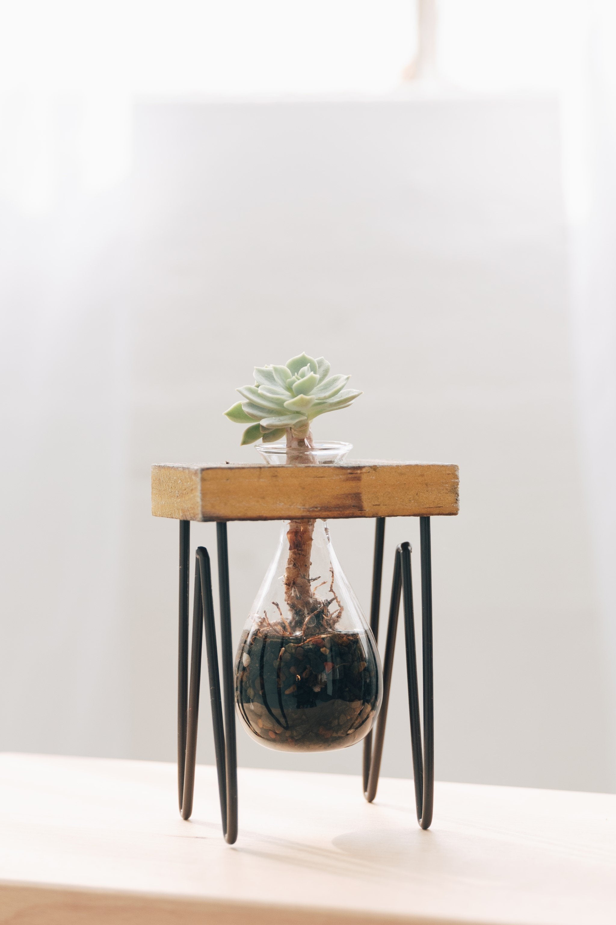 single glass planter with succulent