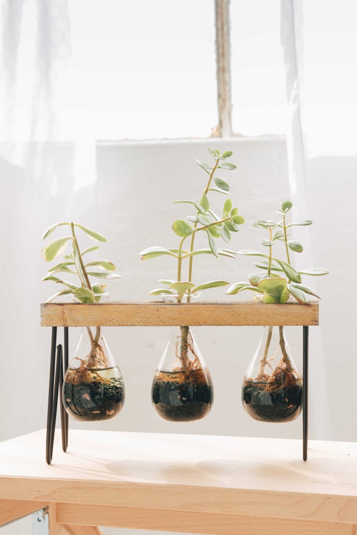 glass plant pots GLASS PLANTER