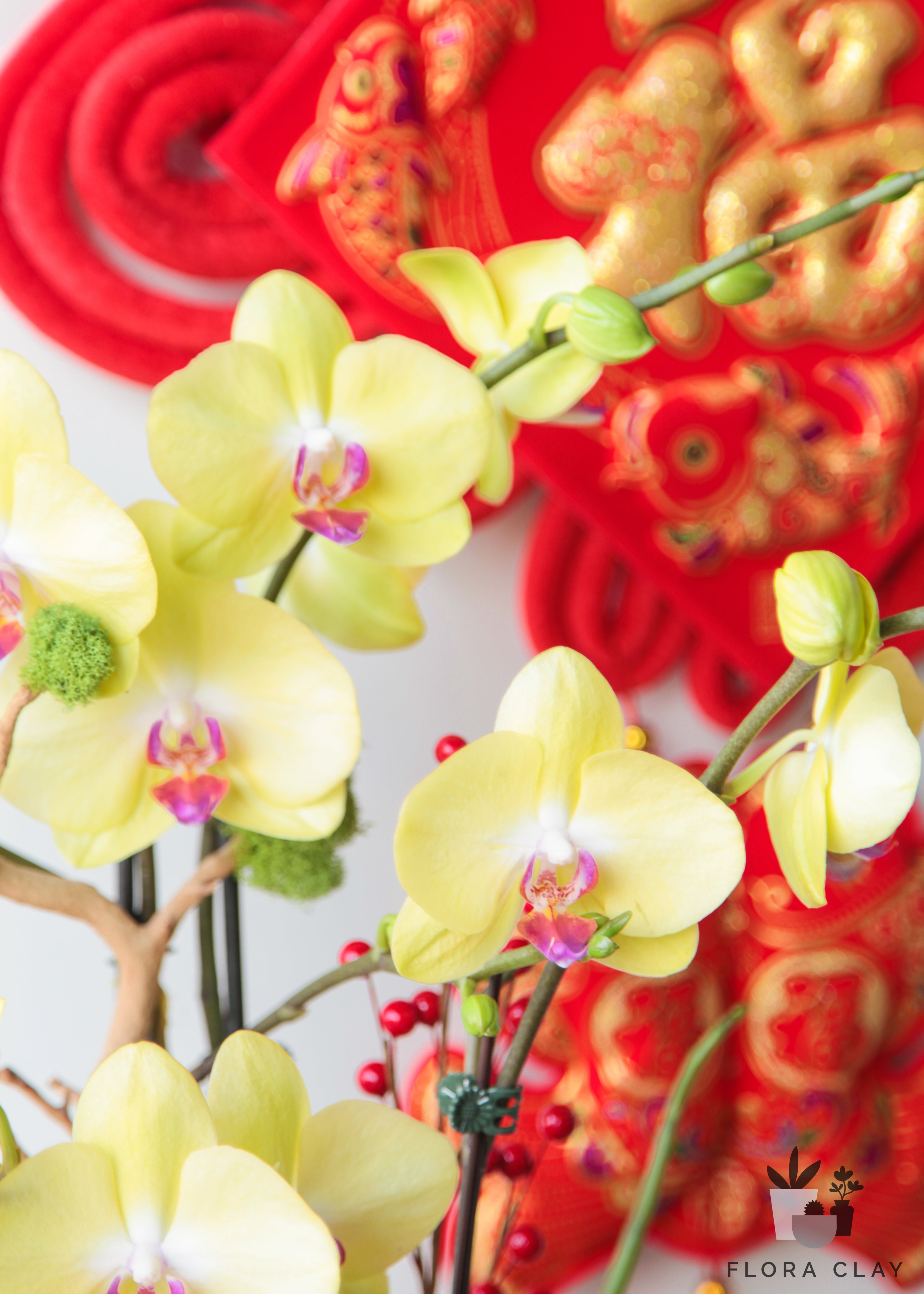 Golden Emperor Orchid Arrangement in a Black Pot