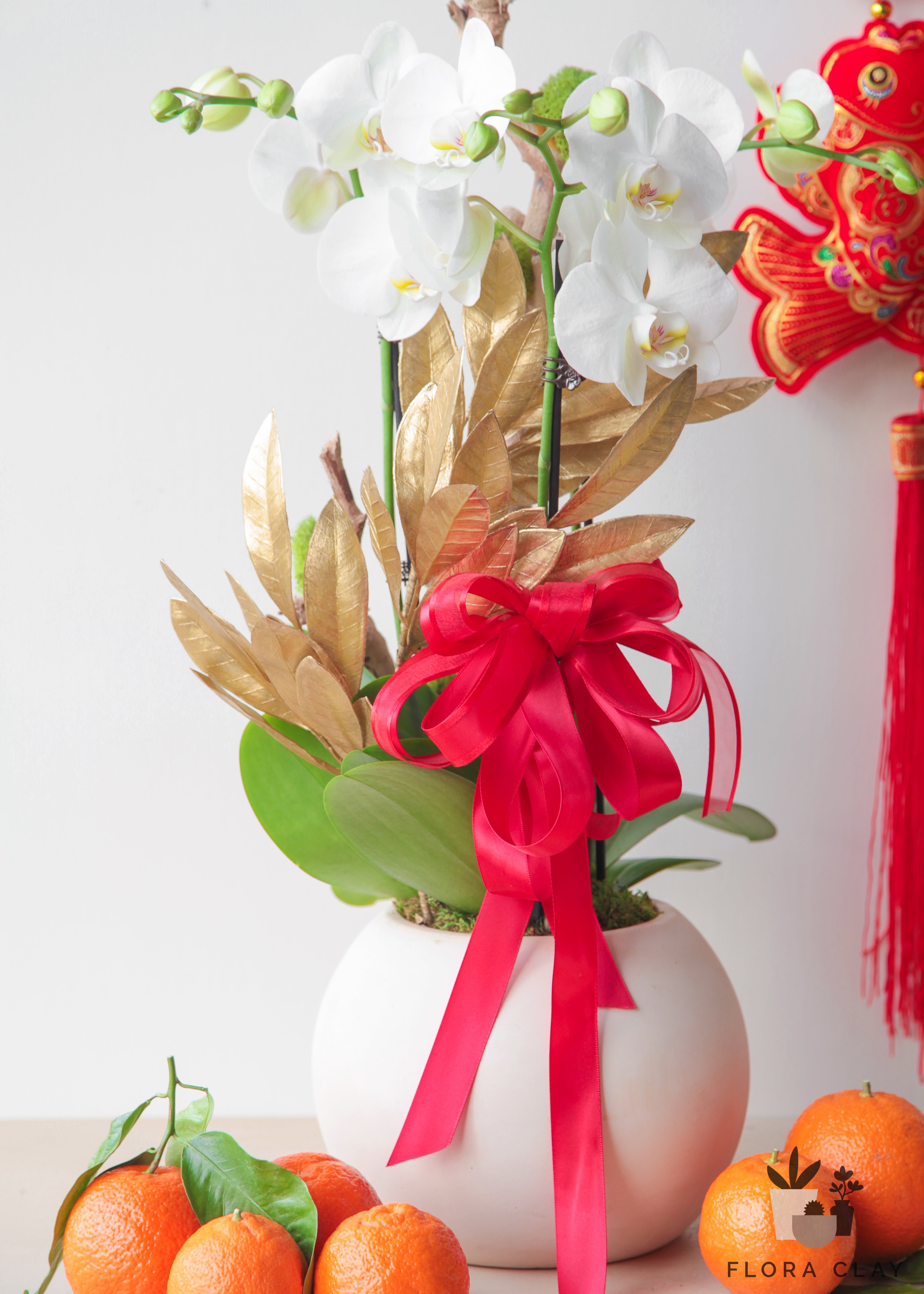 Golden Feather Orchid Arrangement in a White Ball Pot