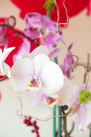 Good Year Orchid Arrangement in a White Pot