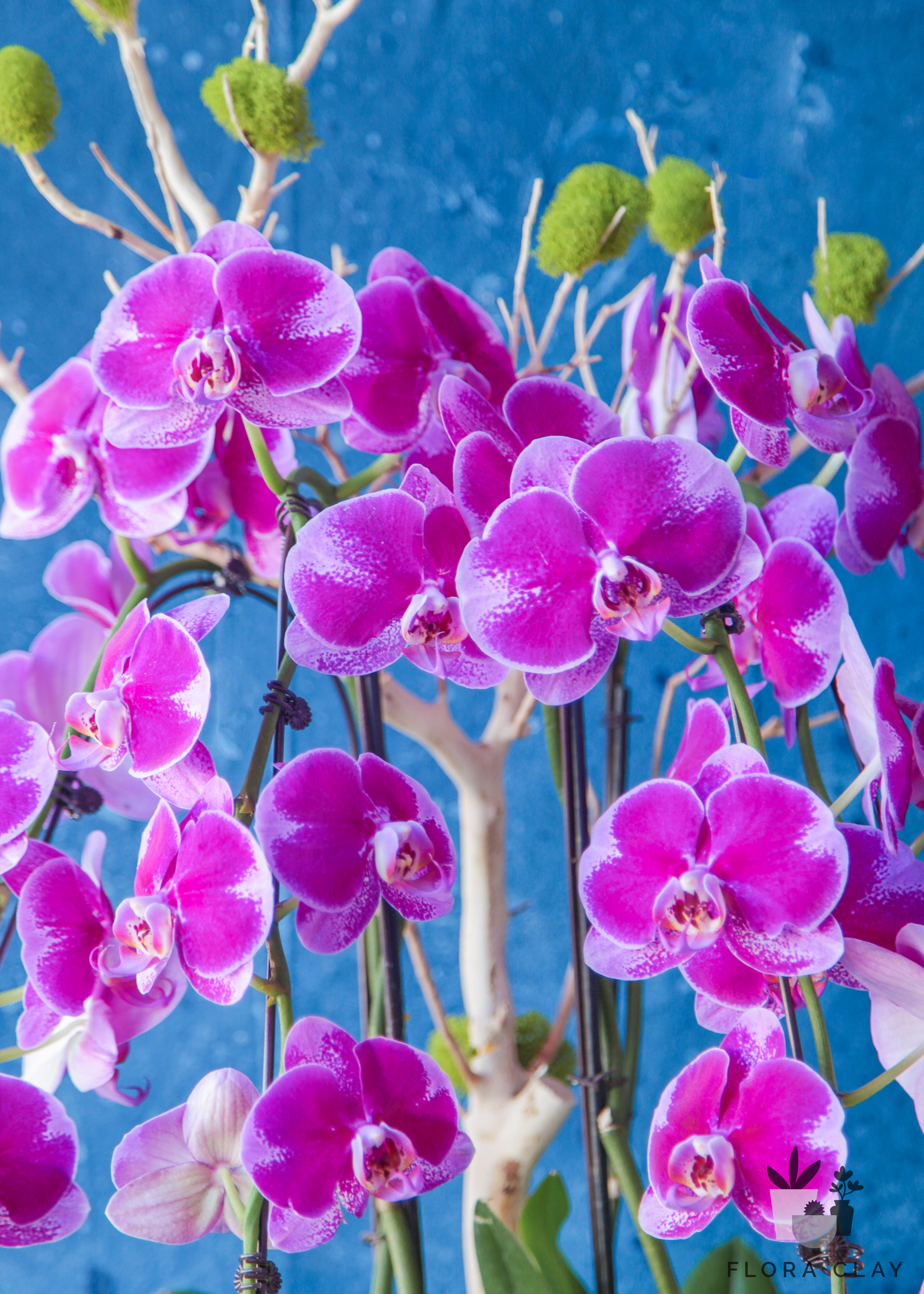 Grapevine-orchid-arrangement-floraclay-3.jpg