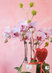 Honey Bunny Pink Orchid Arrangement