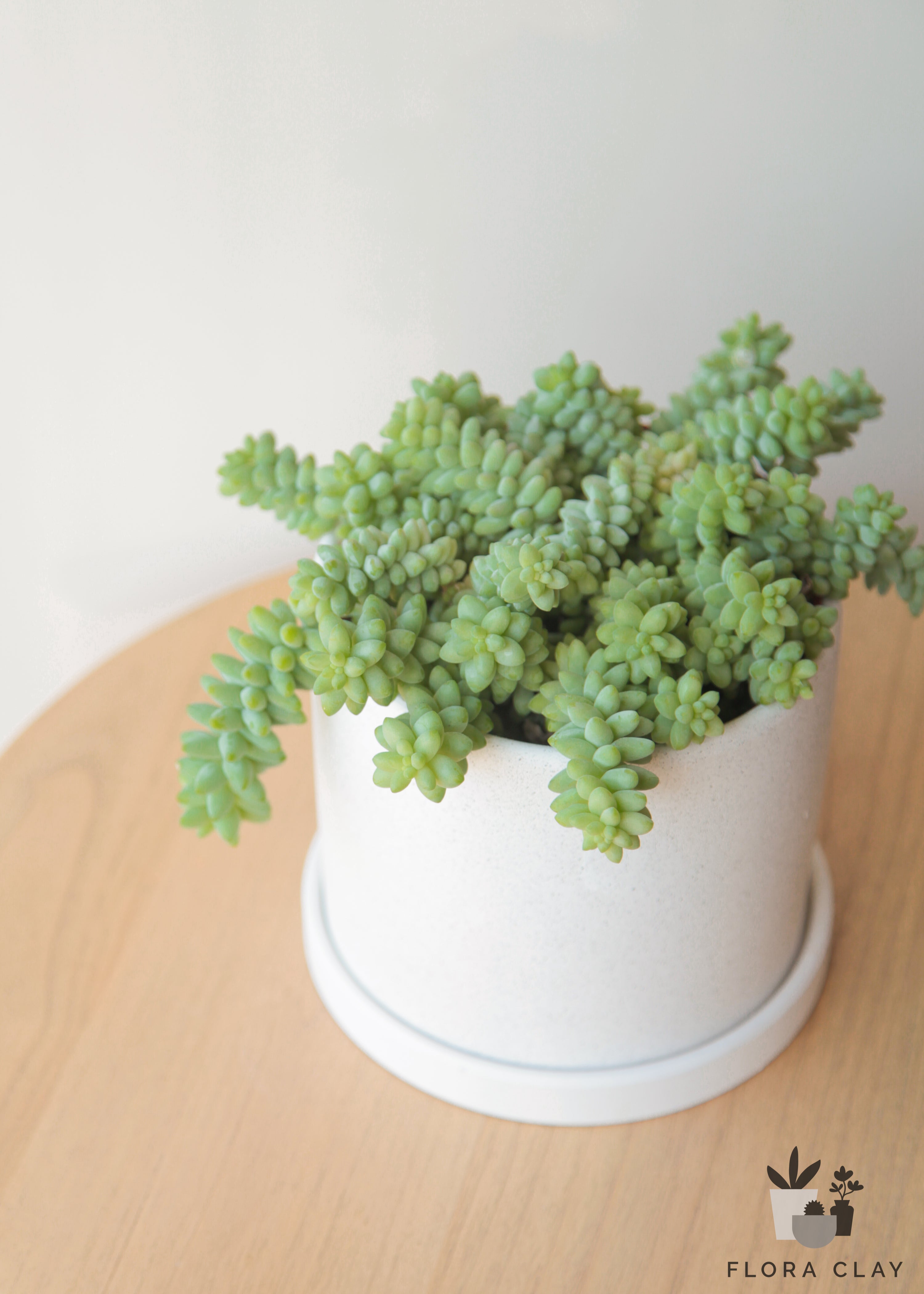Donkey Tail