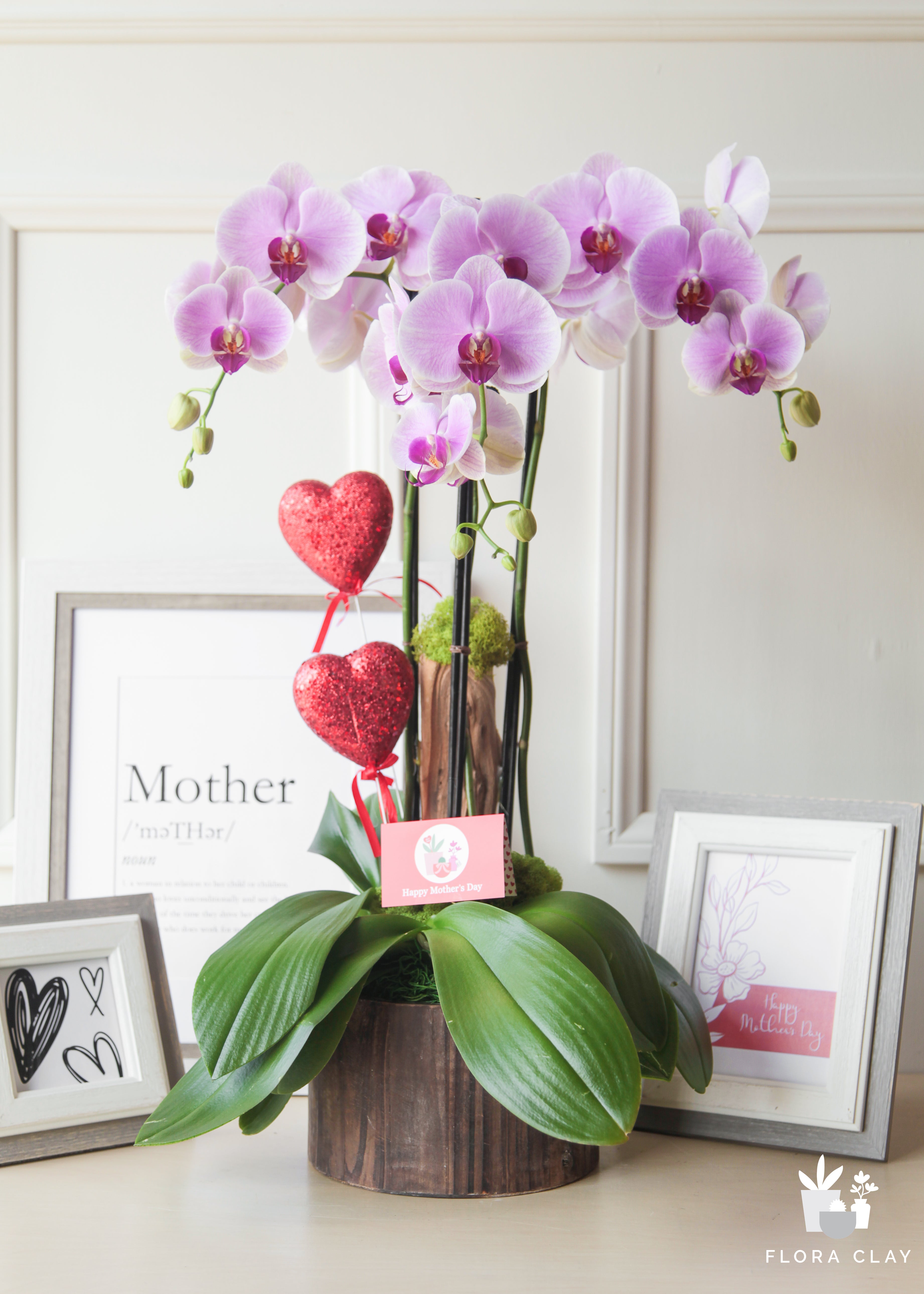 Mother's Hug | Orchid Arrangements – FLORA CLAY