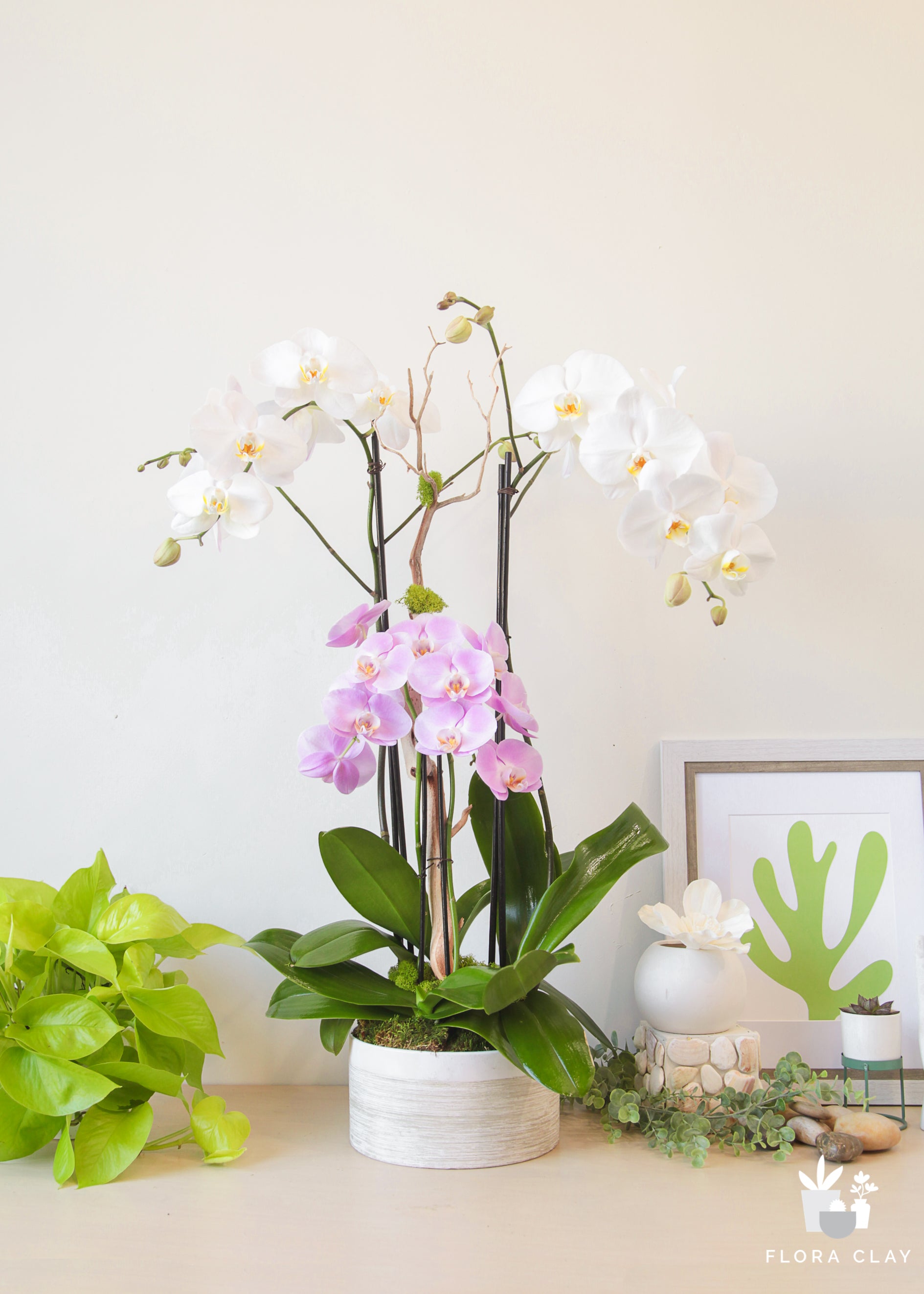 A pink and white orchid arrangement in a white pot, with green leaves and a ceramic basket, placed on a table with a white background.
