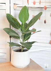 Miss Banyan