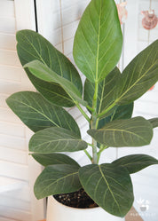 Miss Banyan