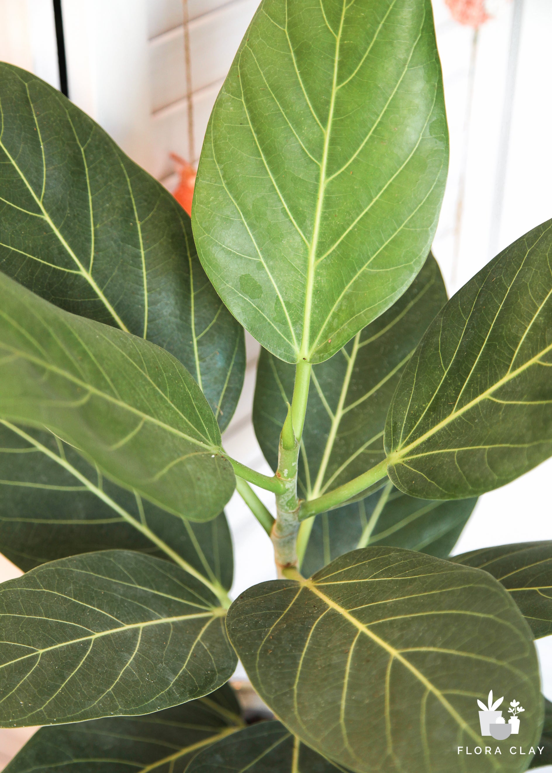 Miss Banyan