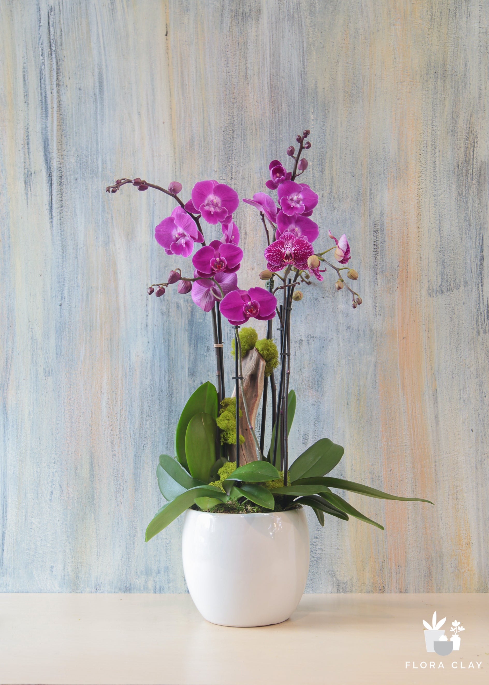 Primavera | Orchid Arrangements – FLORA CLAY