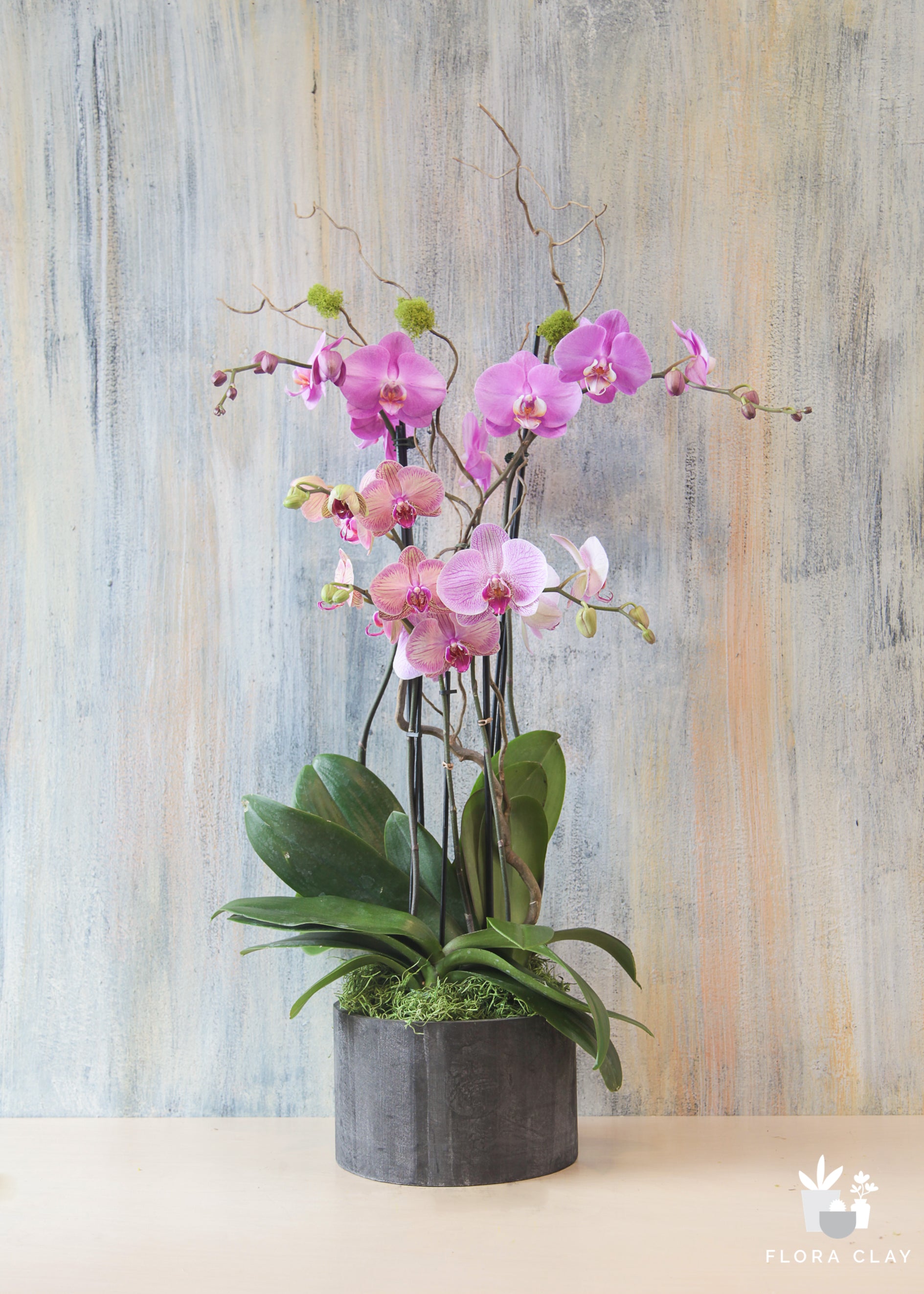 Nuevo | Orchid Arrangements – FLORA CLAY