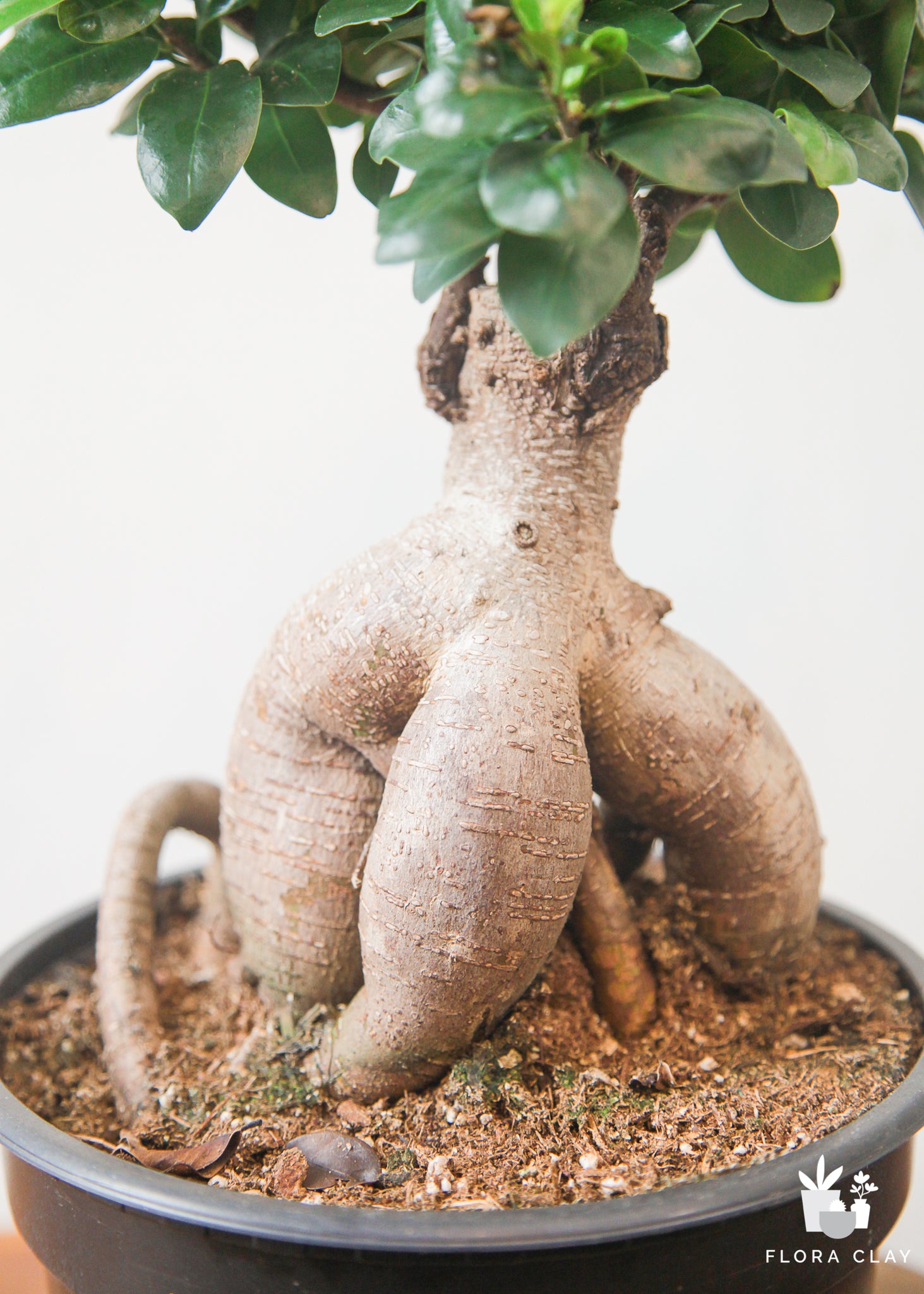 ficus ginseng potting mix Ficus Ginseng
