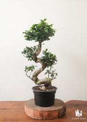 Premium S-Shaped Ficus Retusa Bonsai Tree