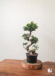 Premium S-Shaped Ficus Retusa Bonsai Tree