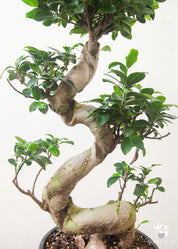 Premium S-Shaped Ficus Retusa Bonsai Tree