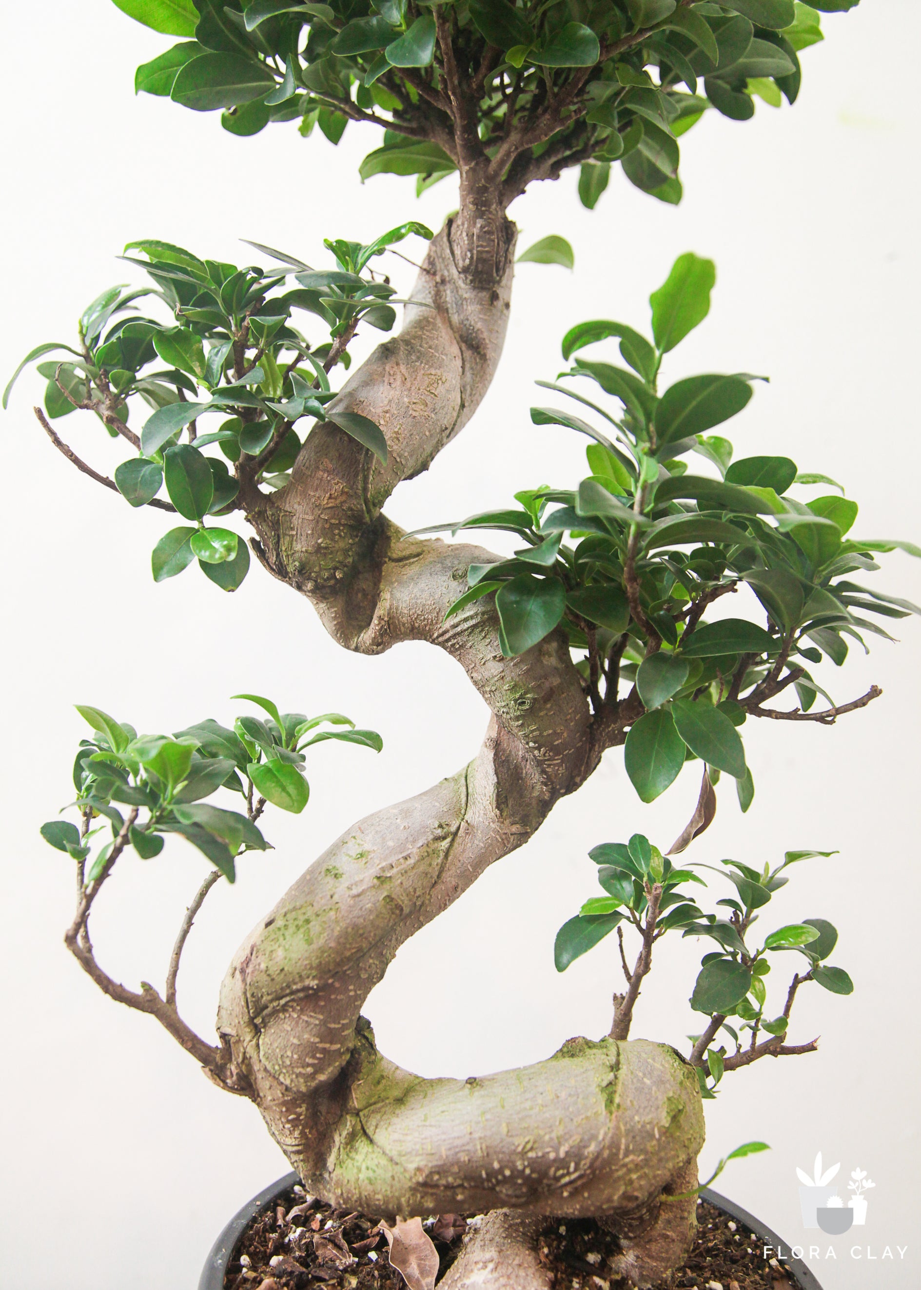 Premium S-Shaped Ficus Retusa Bonsai Tree