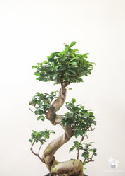 Premium S-Shaped Ficus Retusa Bonsai Tree