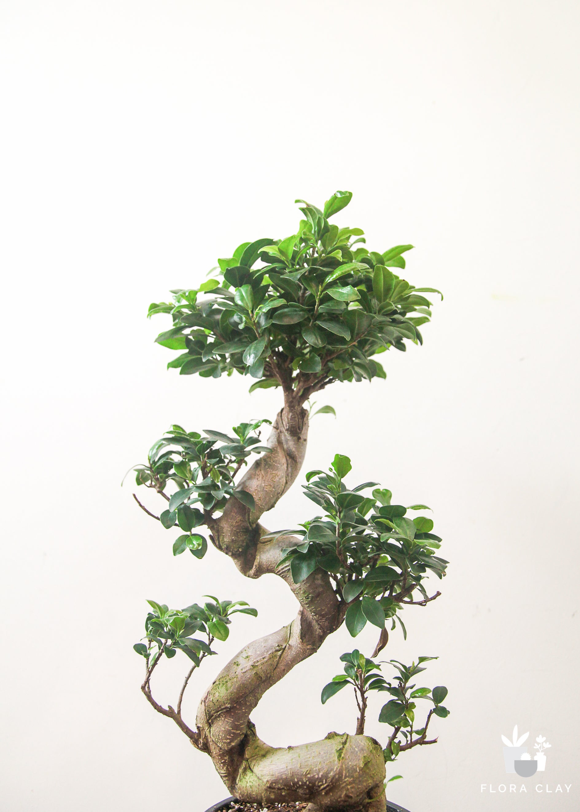 Premium S-Shaped Ficus Retusa Bonsai Tree