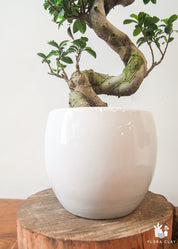 Premium S-Shaped Ficus Retusa Bonsai Tree