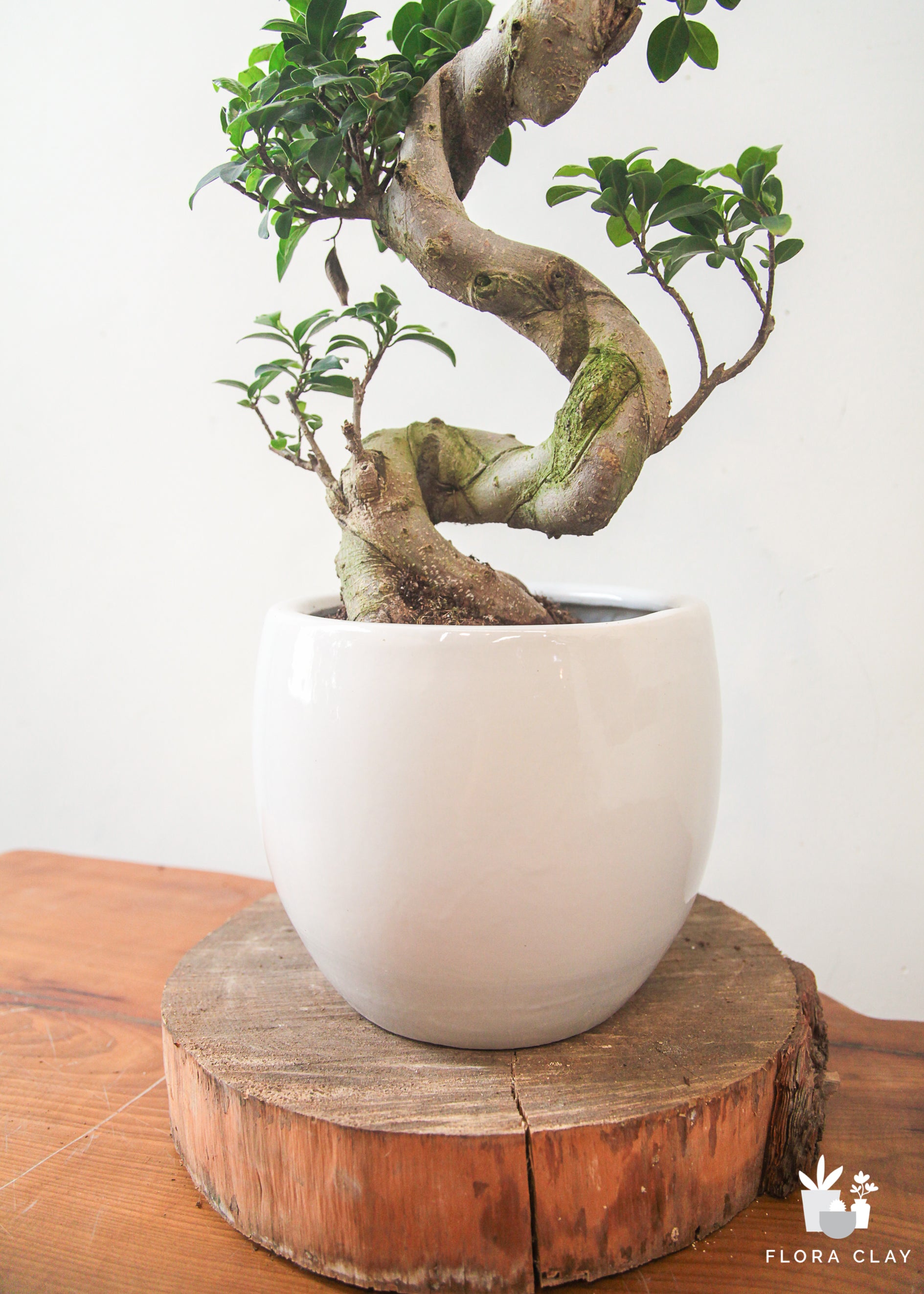 Premium S-Shaped Ficus Retusa Bonsai Tree